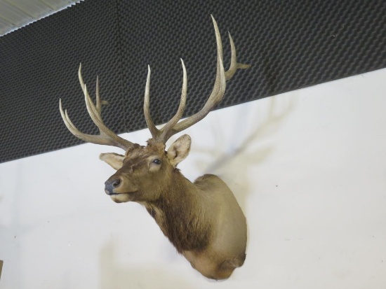 North American Elk (Cervus canadensis) shoulder mount. Excellent condition!