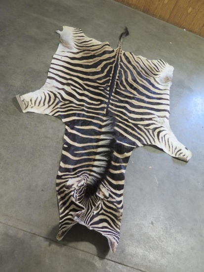 Full sized African Zebra pelt 130" X 63" Great condition!~1130