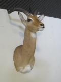 African Impala (Aepyceros melampus) shoulder mount. Excellent condition! **