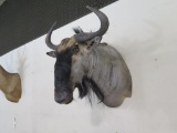 African Blue Wildebeest (Connochaetes taurinus) shoulder mount. Excellent c