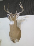 White-tailed Deer shoulder mount. Excellent condition! **LOCAL PICKUP ONLY,