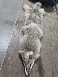 Coyote pelt Professionally tanned. Great condition!~1131