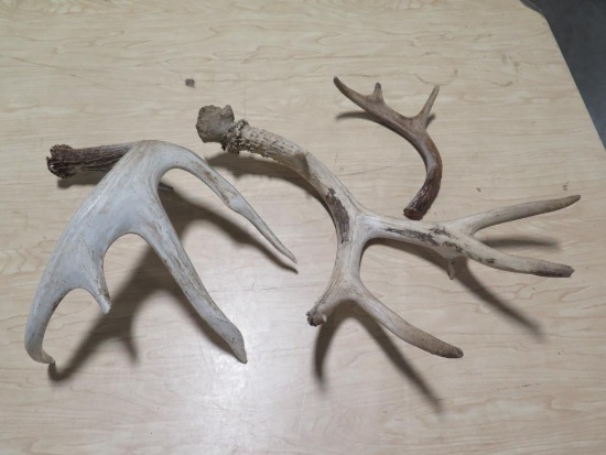 2 - deer antlers~7000