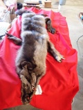 Black Timberwolf hide~tag#4591
