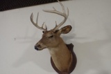 Whitetail 10 point deer mount, tag#1593