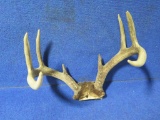Deer antlers, 8pt, tag#3440