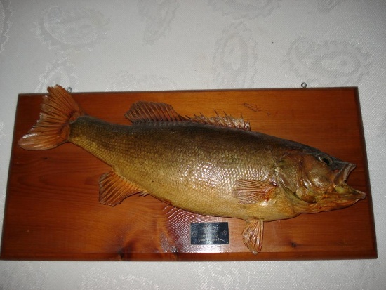 Mounted Large Mouth Bass - 4lbs 11 oz caught 1957