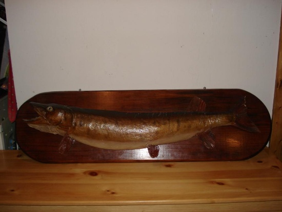 Mounted Barred Muskellunge - Approximately 44" Long