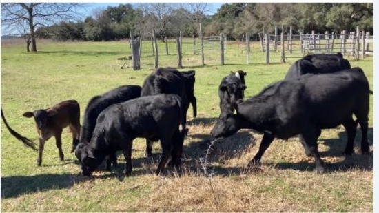 ANGUS COWS 2 ARE HEAVY BRED & 8 PAIRS
