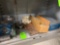 Toolbox, wrenches and more