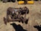 Disc harrow