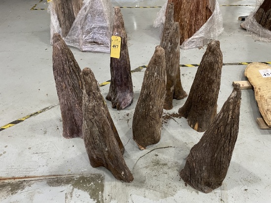 LARGE CYPRESS KNEES