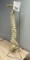 ANATOMY LIFE SIZE SPINE MODEL