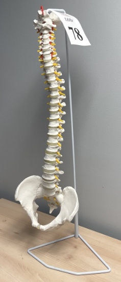 ANATOMY LIFE SIZE SPINE MODEL