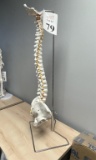 ANATOMY LIFE SIZE SPINE MODEL