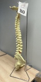 ANATOMY LIFE SIZE SPINE MODEL