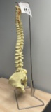 ANATOMY LIFE SIZE SPINE MODEL