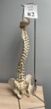 ANATOMY LIFE SIZE SPINE MODEL
