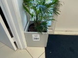 POTTED PLANT