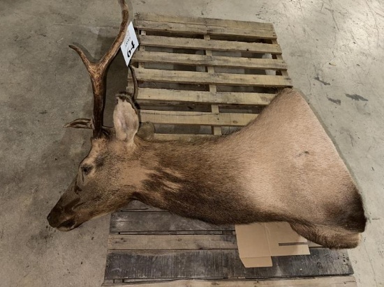 DEER HEAD MOUNT, MEASURES 25" WIDE AT BASE