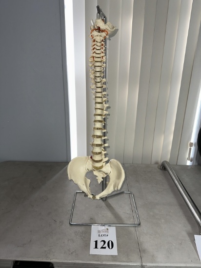 SKELETAL SPINE MODEL ON STAND