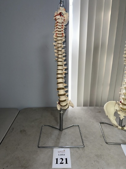 SKELETAL SPINE MODEL ON STAND