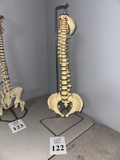 SKELETAL SPINE MODEL ON STAND