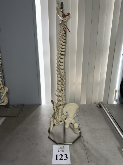 SKELETAL SPINE MODEL ON STAND