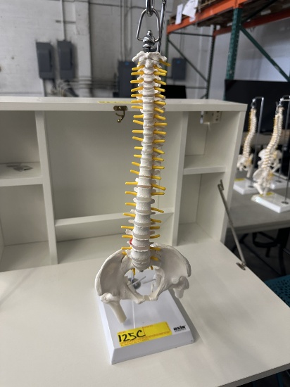 SKELETAL SPINE MODEL ON STAND