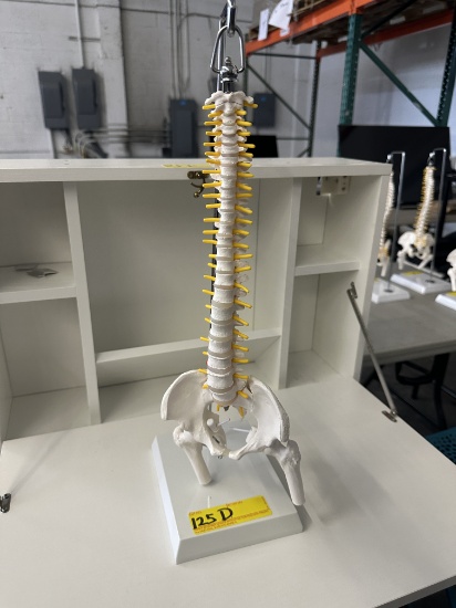 SKELETAL SPINE MODEL ON STAND
