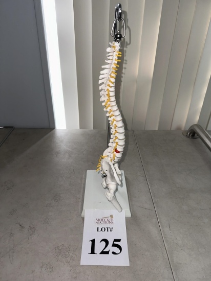 SKELETAL SPINE MODEL ON STAND