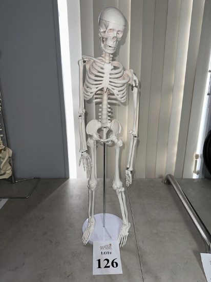 HUMAN SKELETON MODEL ON STAND