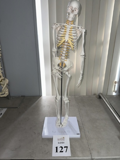 HUMAN SKELETON MODEL ON STAND