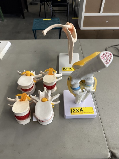 LOT CONSISTING OF CERVICAL VERTEBRAL COLUMN MODELS