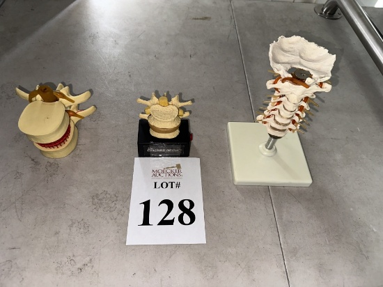 LOT CONSISTING OF CERVICAL VERTEBRAL COLUMN MODEL