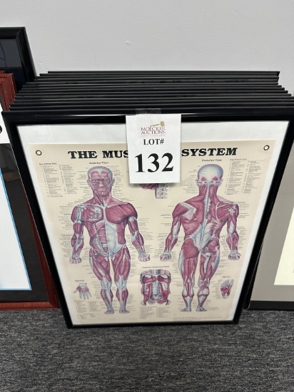LOT CONSISTING OF (8) ASSORTED ANATOMICAL CHARTS