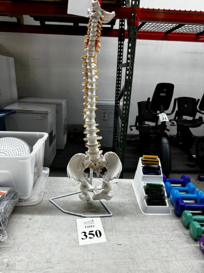 SKELETAL SPINE MODEL ON STAND