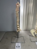 SKELETAL SPINE MODEL ON STAND