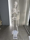 HUMAN SKELETON MODEL ON STAND