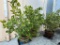 POTTED CLUSIA ROSEA