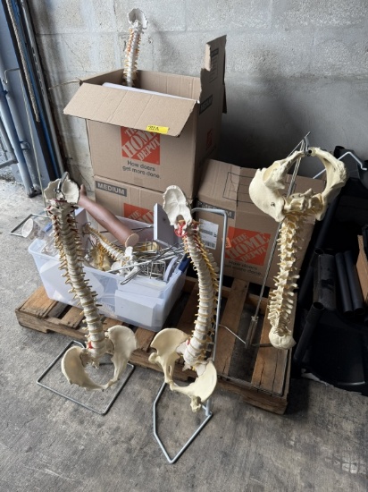 LOT CONSISTING OF ASSORTED SKELETON MODELS