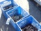 cole planter gears