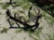 3 pt hitch 6point cultivator