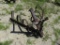 3 pt hitch 6point cultivator