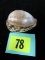 1933 Chicago World's Fair Carved Souvenir Sea Shell