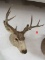 Beautiful Vintage 11 Point Mule Deer Taxidermy Shoulder Mount