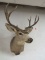 Beautiful Vintage 10 Point Mule Deer Taxidermy Shoulder Mount