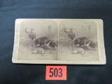 1893 Sterioview Card/bear Attack!