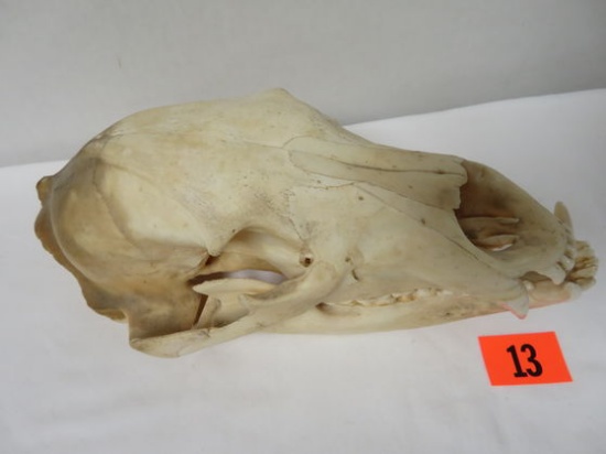 Old Bear Skull with Lower Jaw