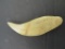 Unusual Whale Ivory/Bone Tooth with Roots